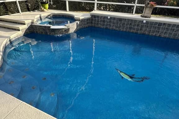 Pool, Spa & BBQ (397909)